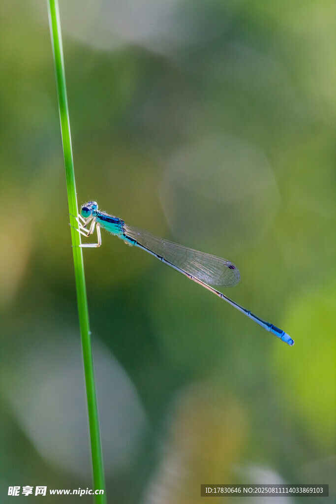 蜻蜓