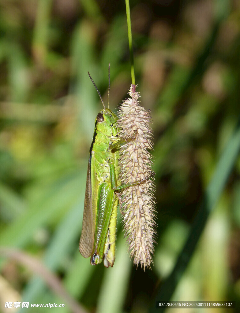 蚂蚱