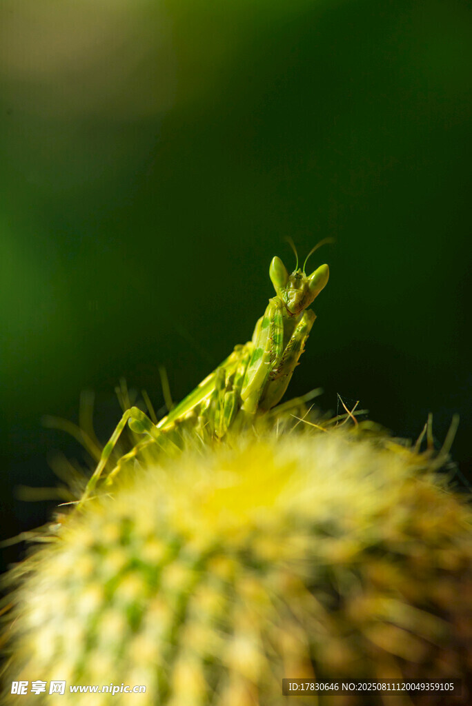螳螂