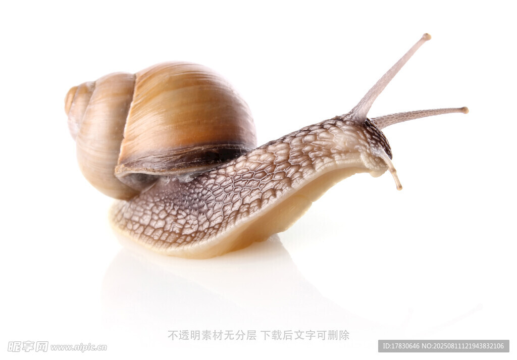 蜗牛