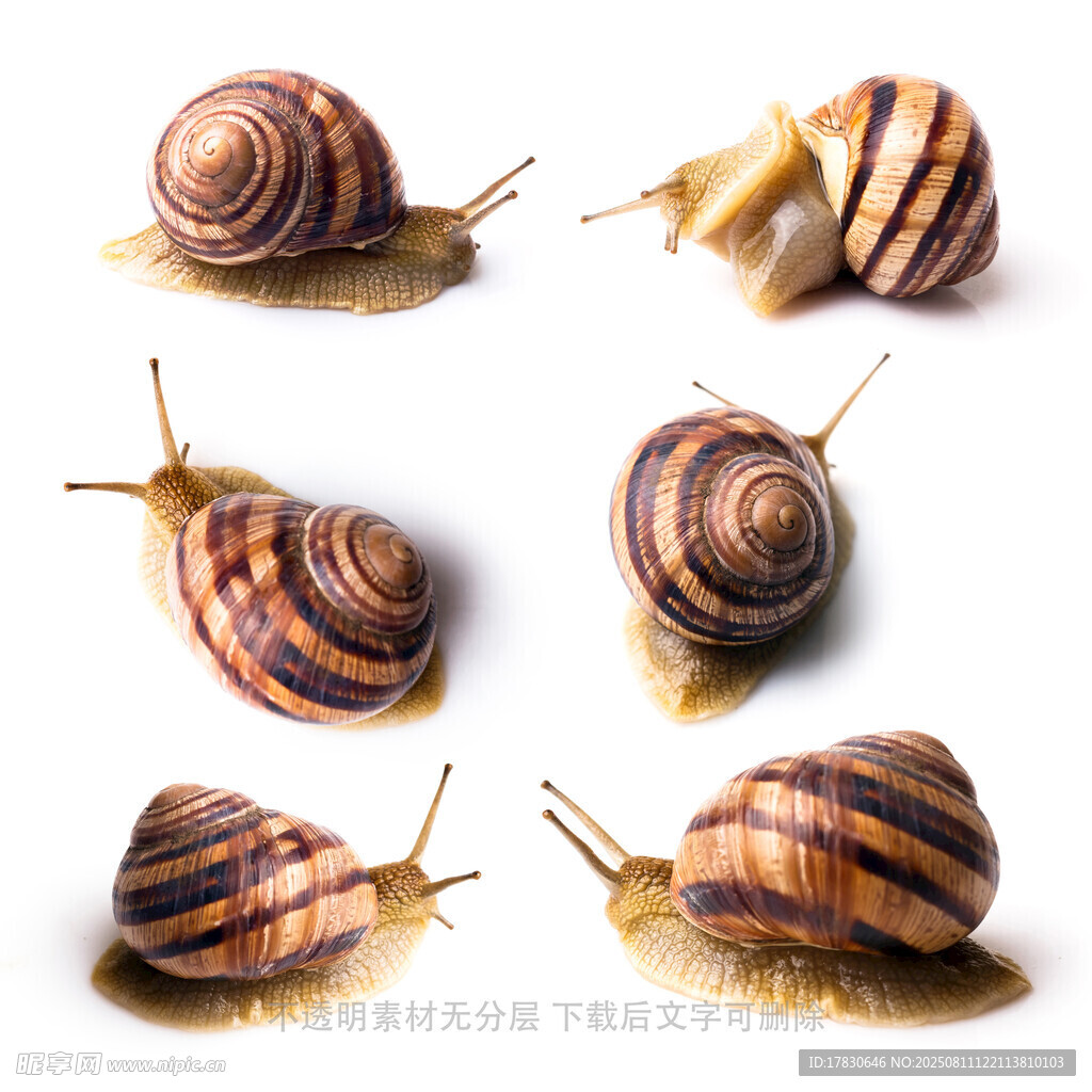 蜗牛