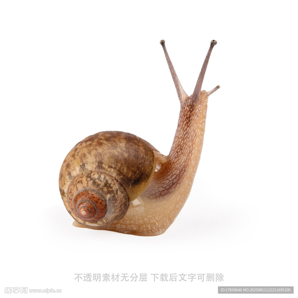 蜗牛