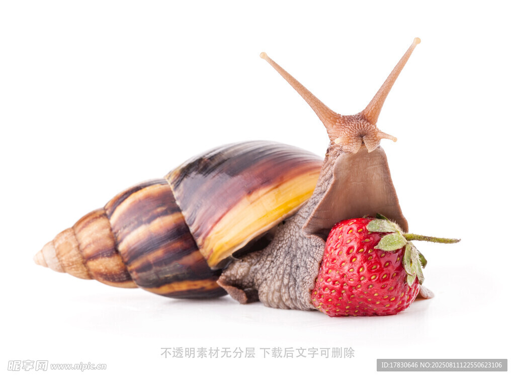 蜗牛