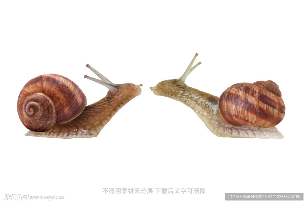 蜗牛
