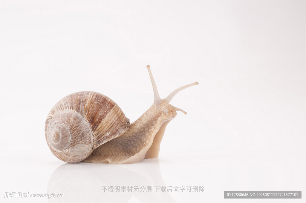 蜗牛