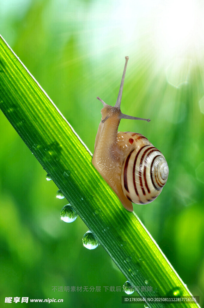 蜗牛