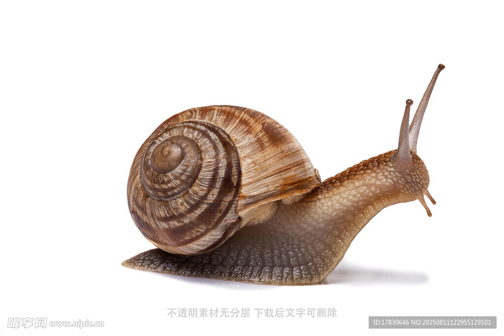 蜗牛