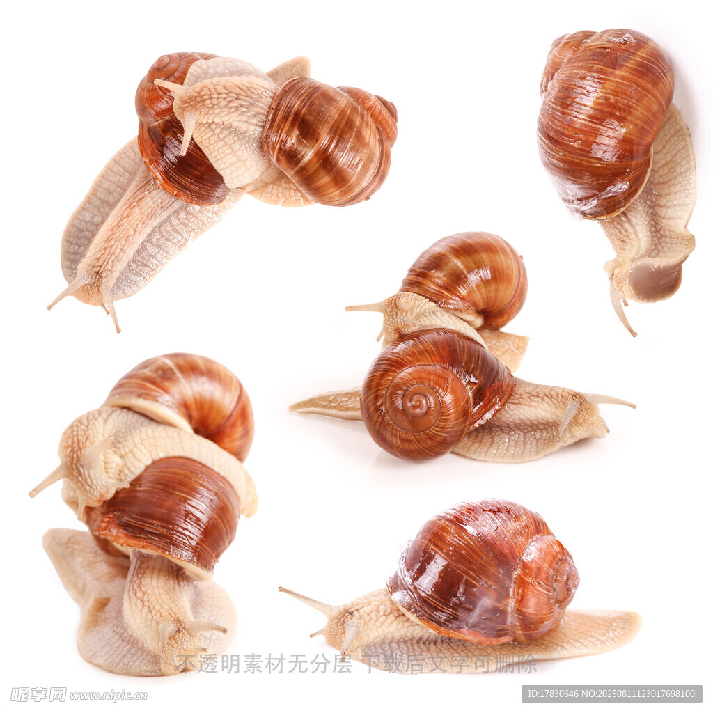 蜗牛