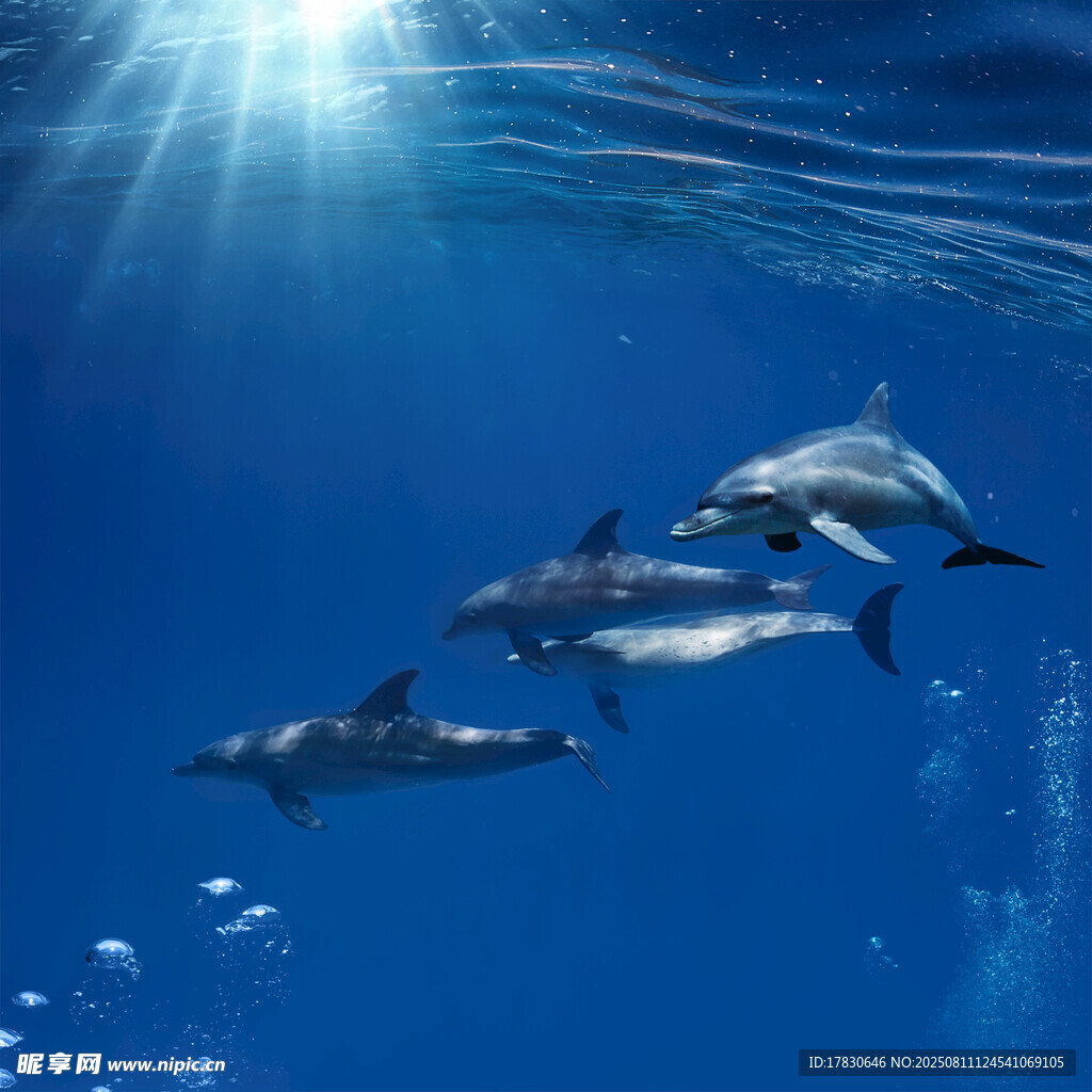 海豚