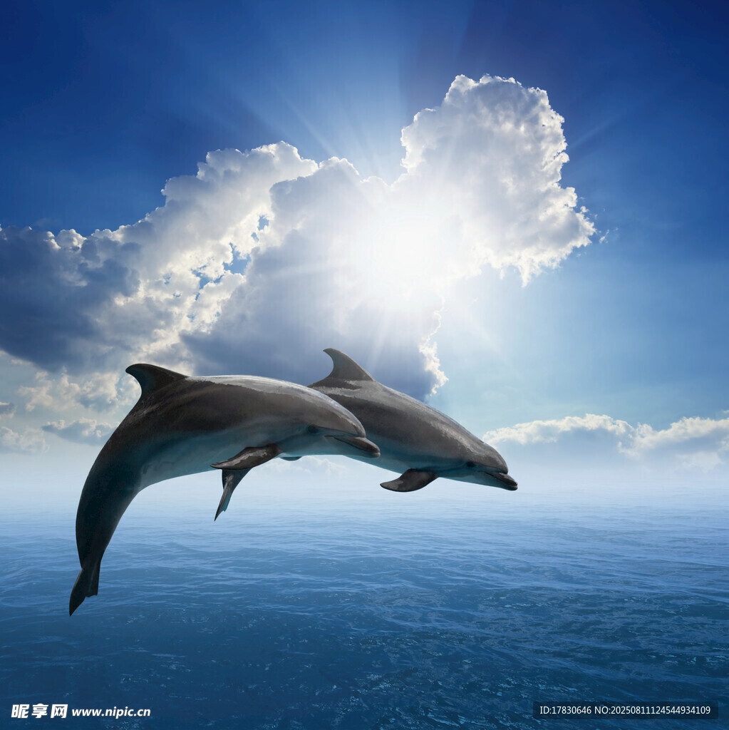 海豚