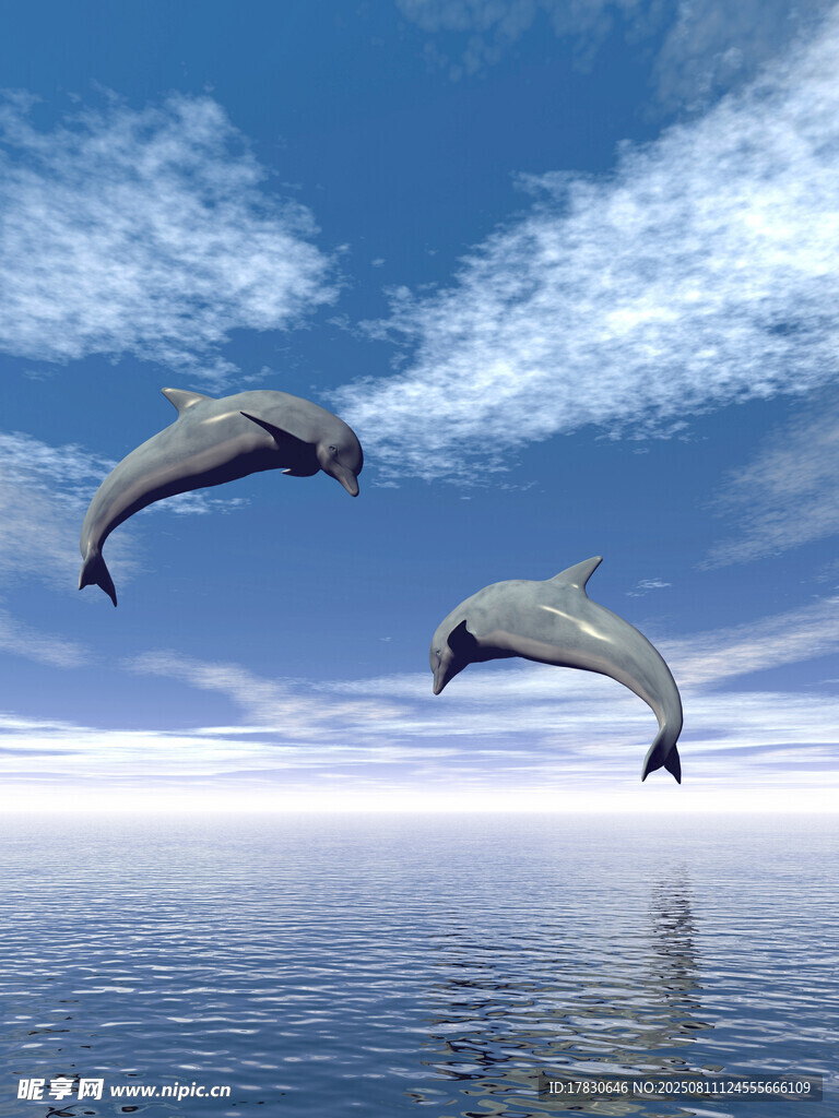 海豚