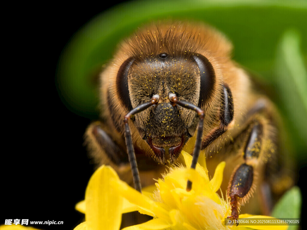 蜜蜂