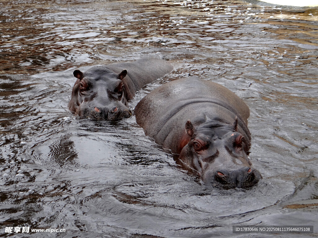 河马