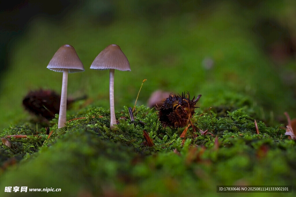 草地上的小巧蘑菇