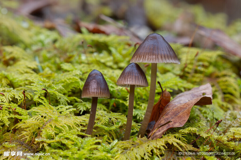 苔藓上的几株小蘑菇