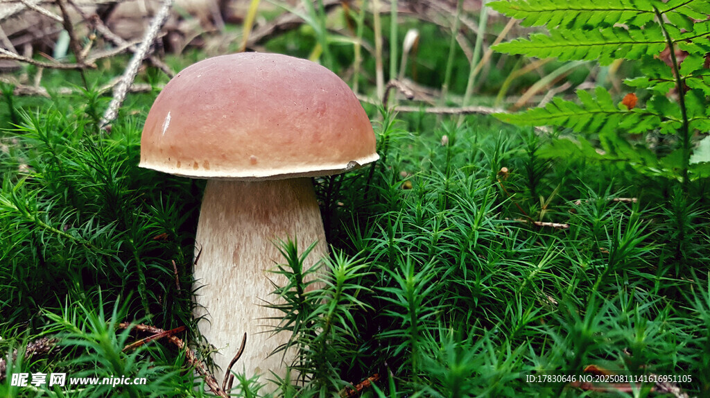 草地上的棕色蘑菇