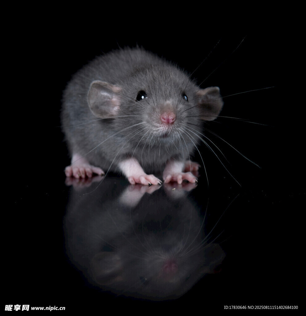 老鼠