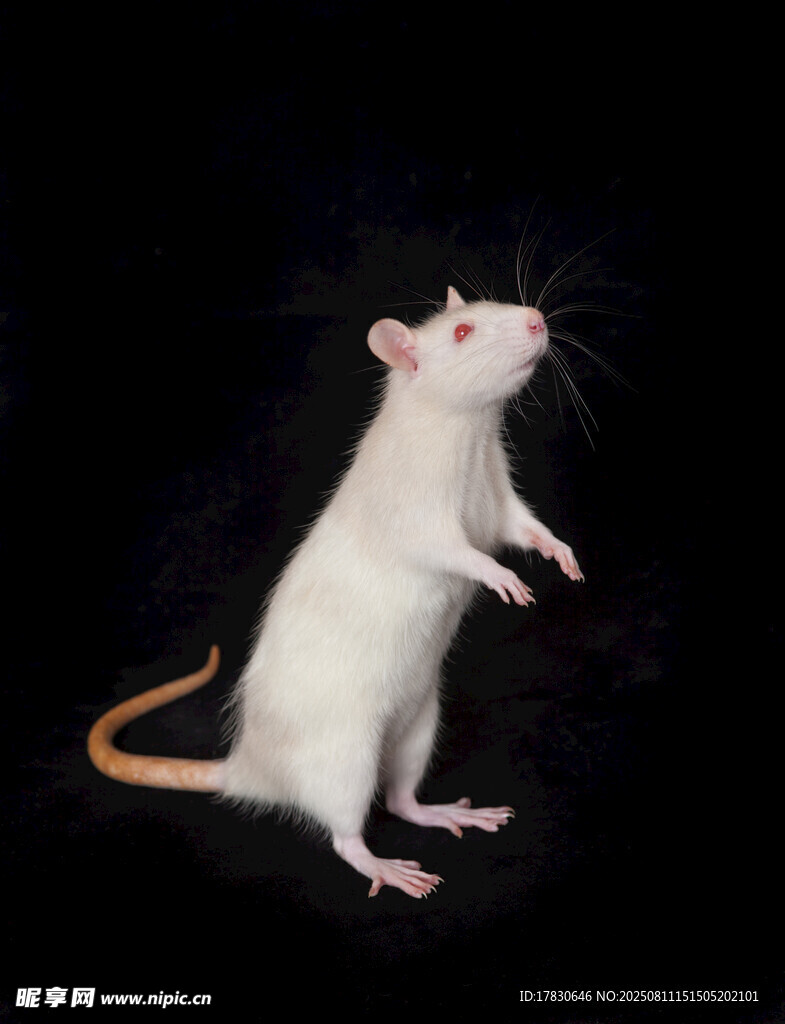 老鼠