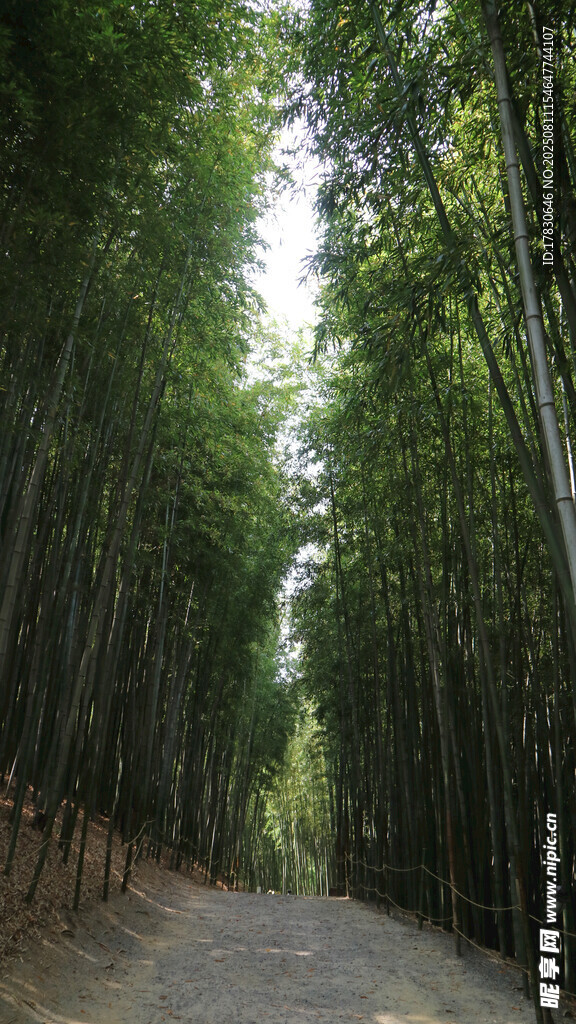 竹林间的静谧小道