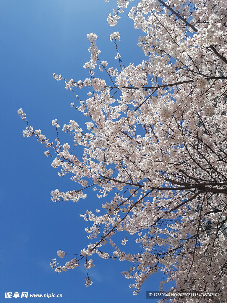 蓝天映衬下的烂漫樱花