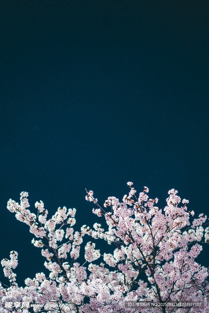 枝头绽放的粉嫩樱花