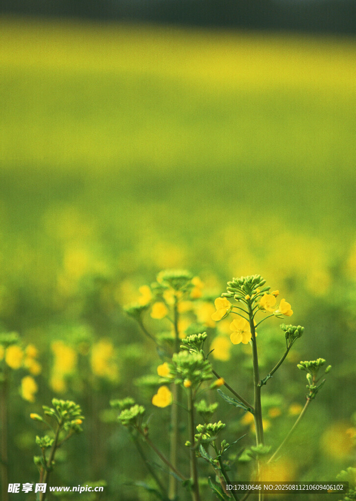 金黄花海中的清新小花