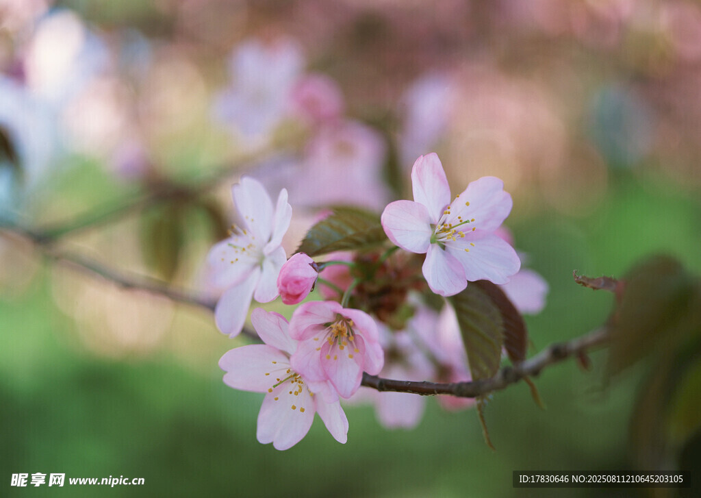 枝头绽放的粉嫩樱花