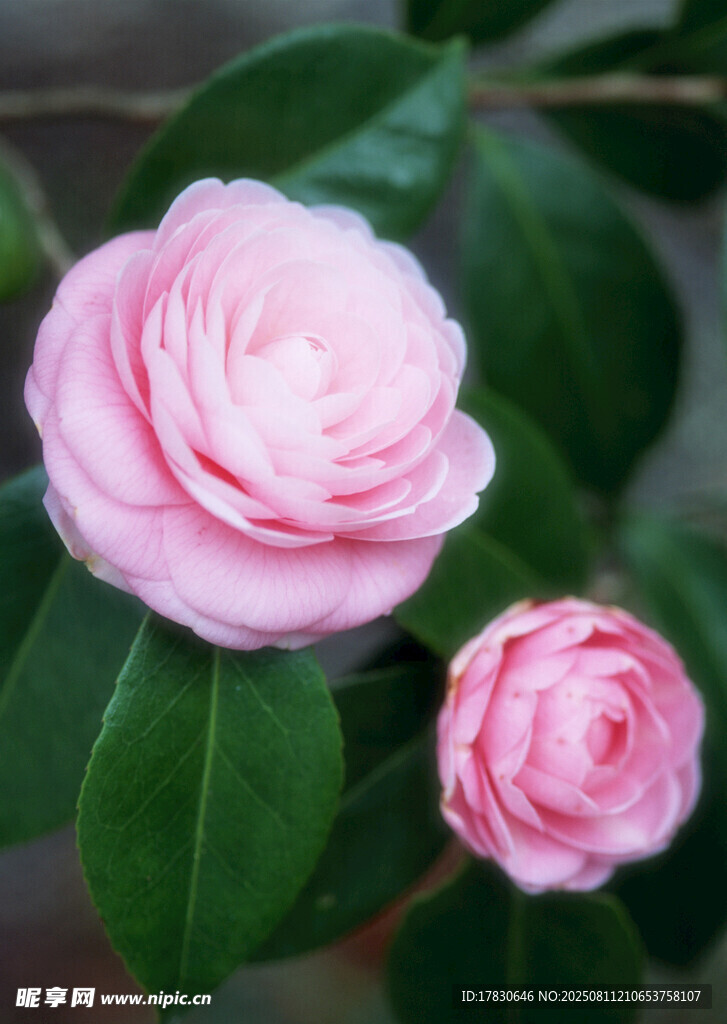 两朵娇艳的粉色山茶花