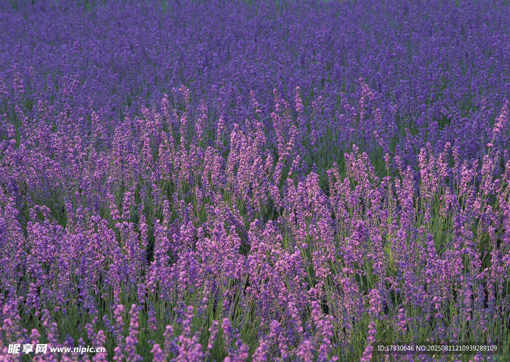 紫色薰衣草花海美景