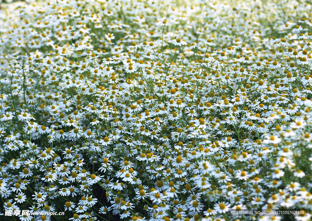 白色小花组成的繁茂花海