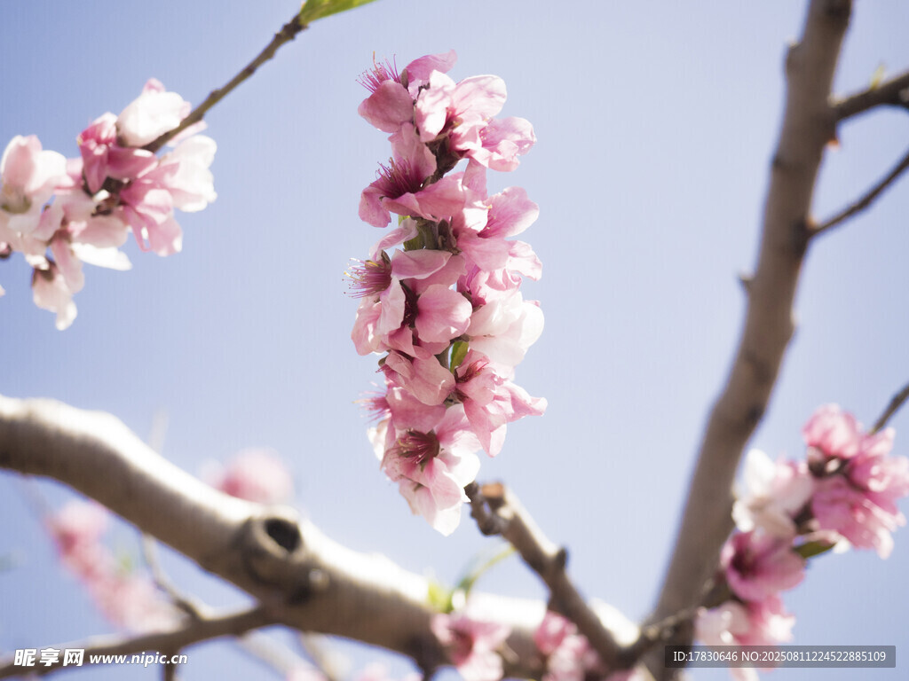桃花