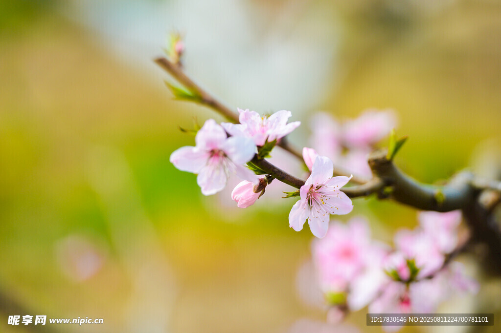 桃花