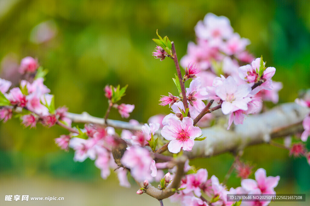 桃花