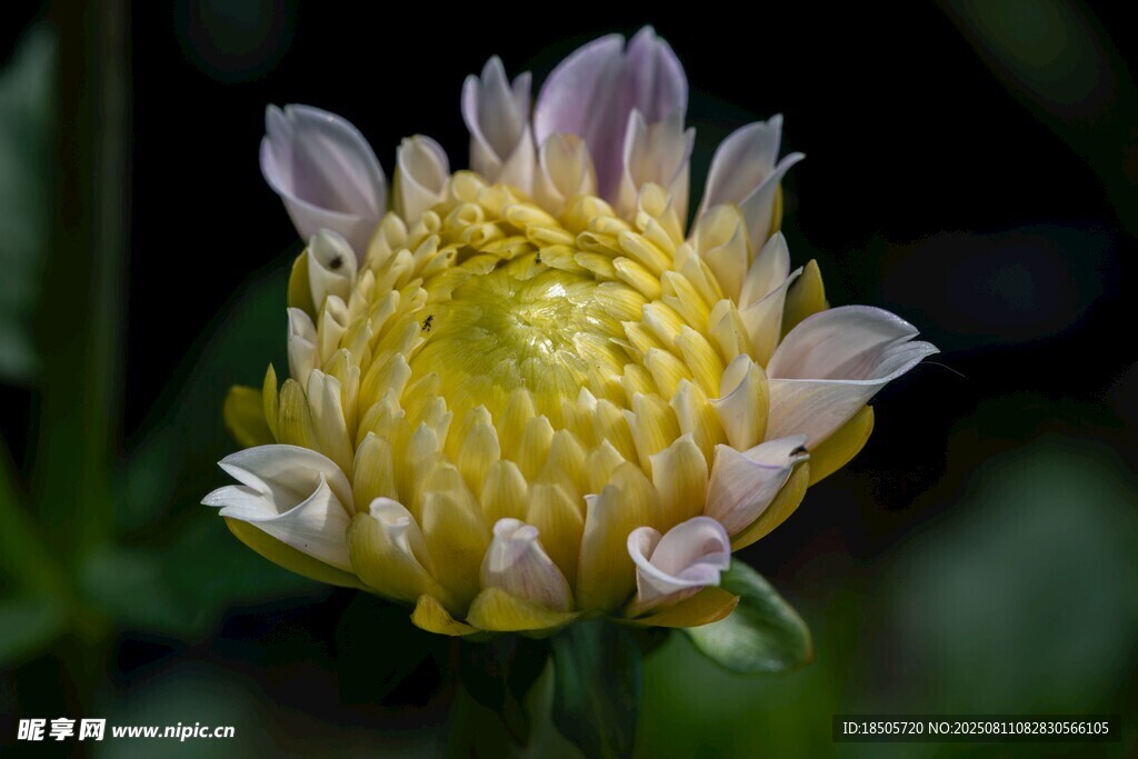 黄色菊花特写