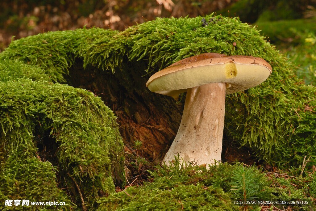 苔藓中的蘑菇