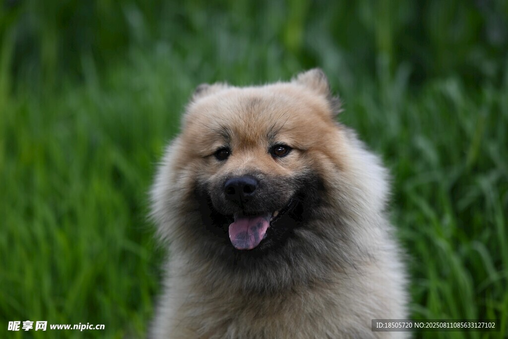 可爱松狮犬置身绿草丛中