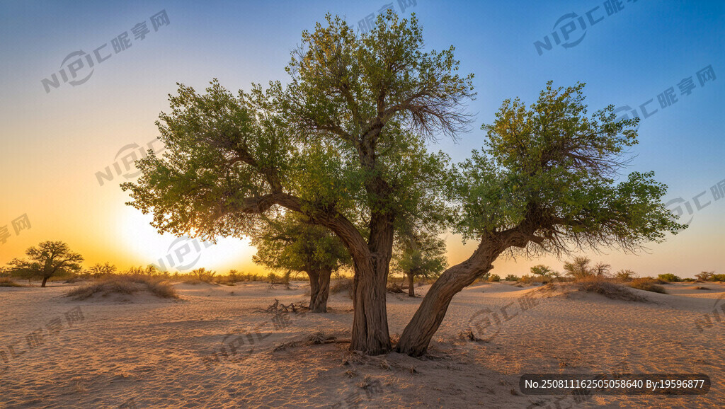 沙漠 胡杨 扎根边疆 自强不息