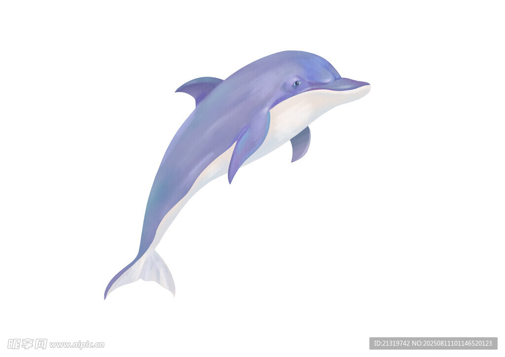 卡通海豚素材