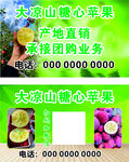 大凉山糖心苹果产地直购