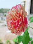 粉色渐变月季花特写