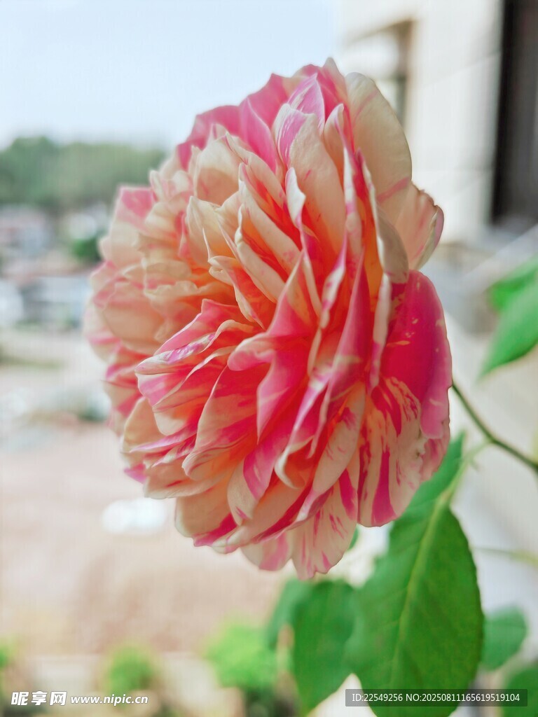 粉色渐变月季花特写