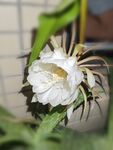 盛开的白色昙花
