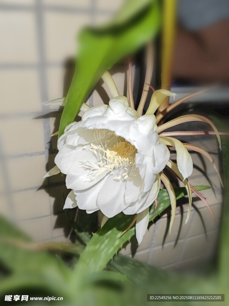 盛开的白色昙花