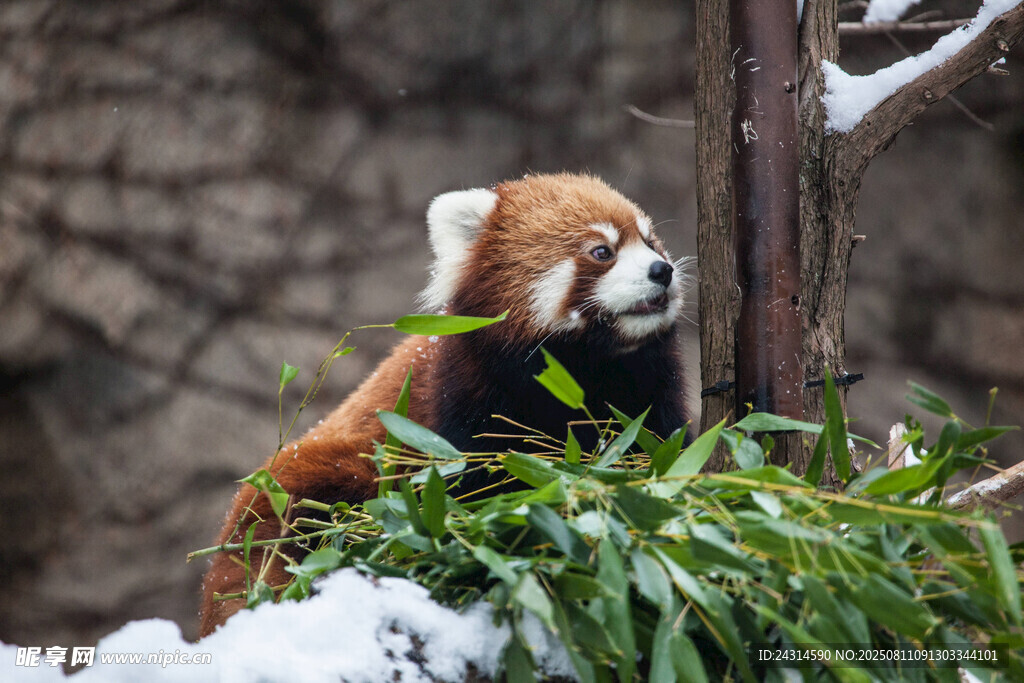 雪地中的小熊猫