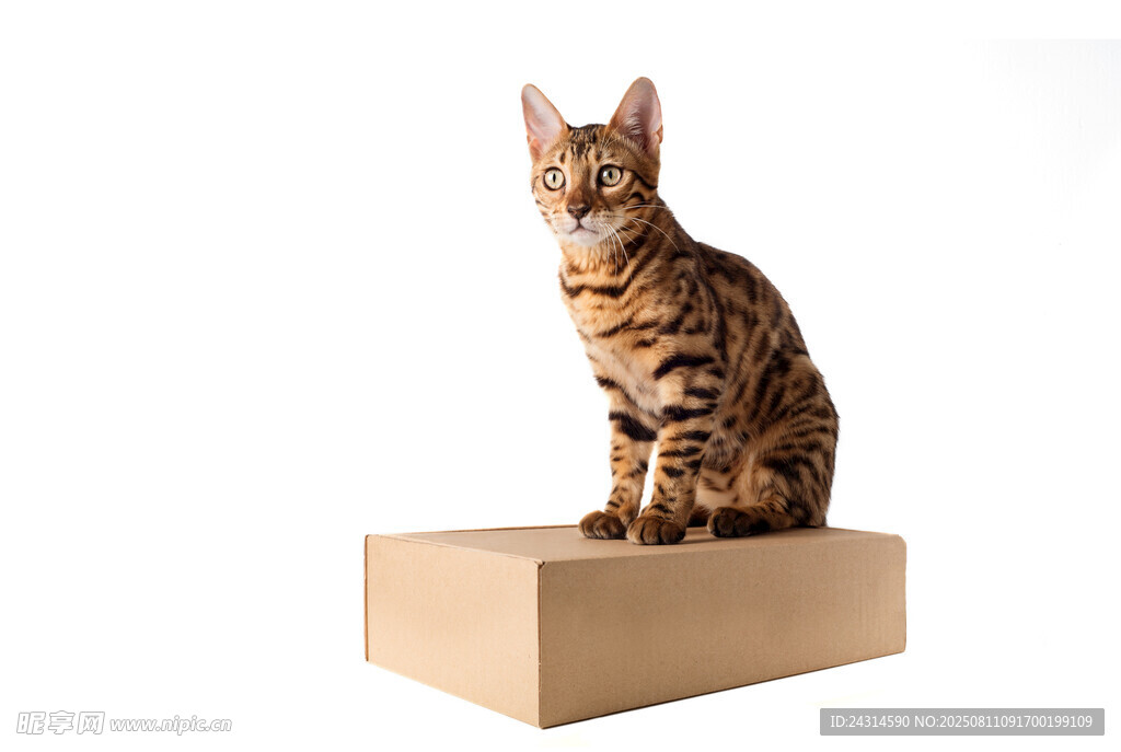 豹纹猫坐于木盒上