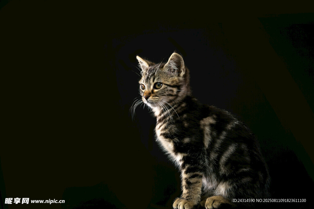 黑夜中凝视的斑纹小猫