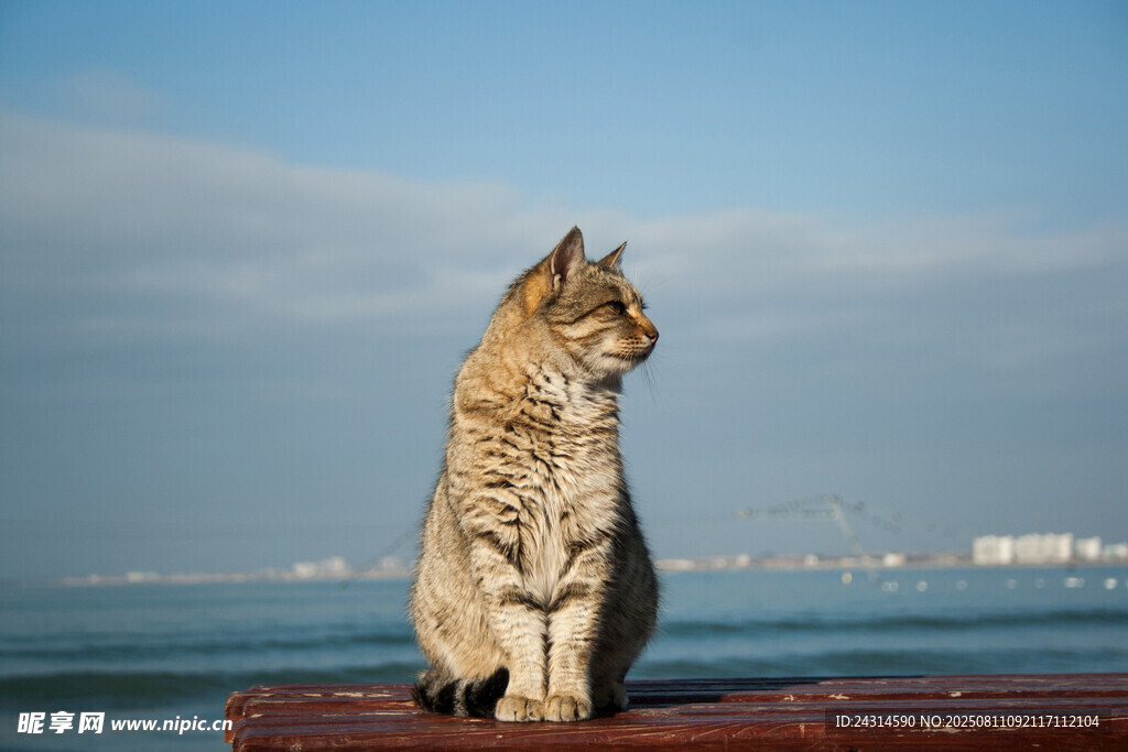 海边端坐的斑纹猫咪