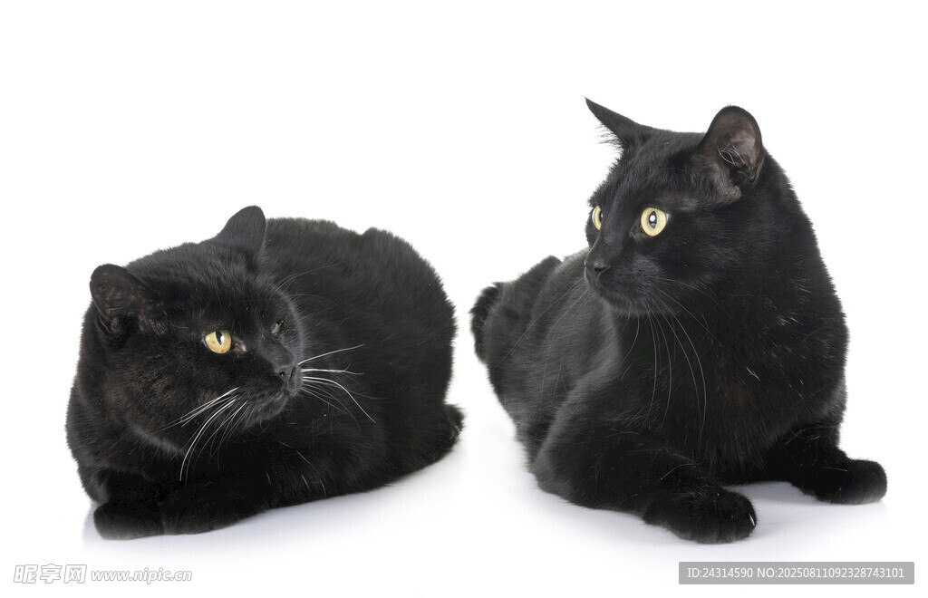 两只黑猫对视
