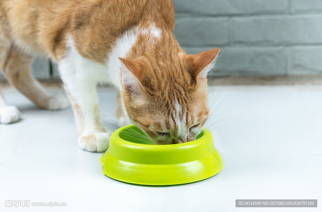橘猫进食绿色碗中食物