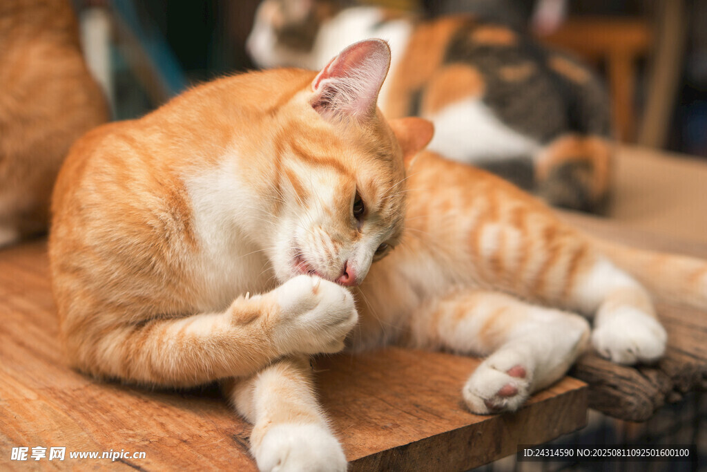 橘猫惬意舔爪瞬间